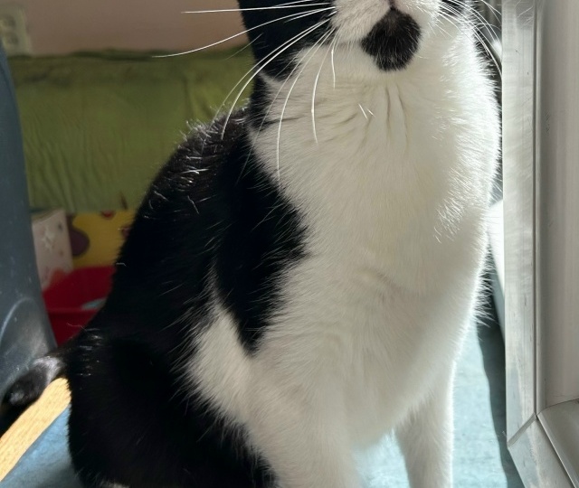 😿Преданный людьми Руми устал искать свой дом🏡🧶