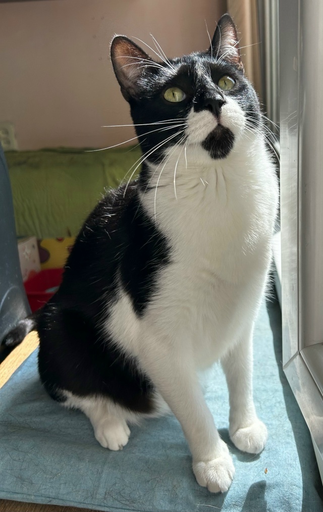 Я добрый, нежный, ласковый кот 😸