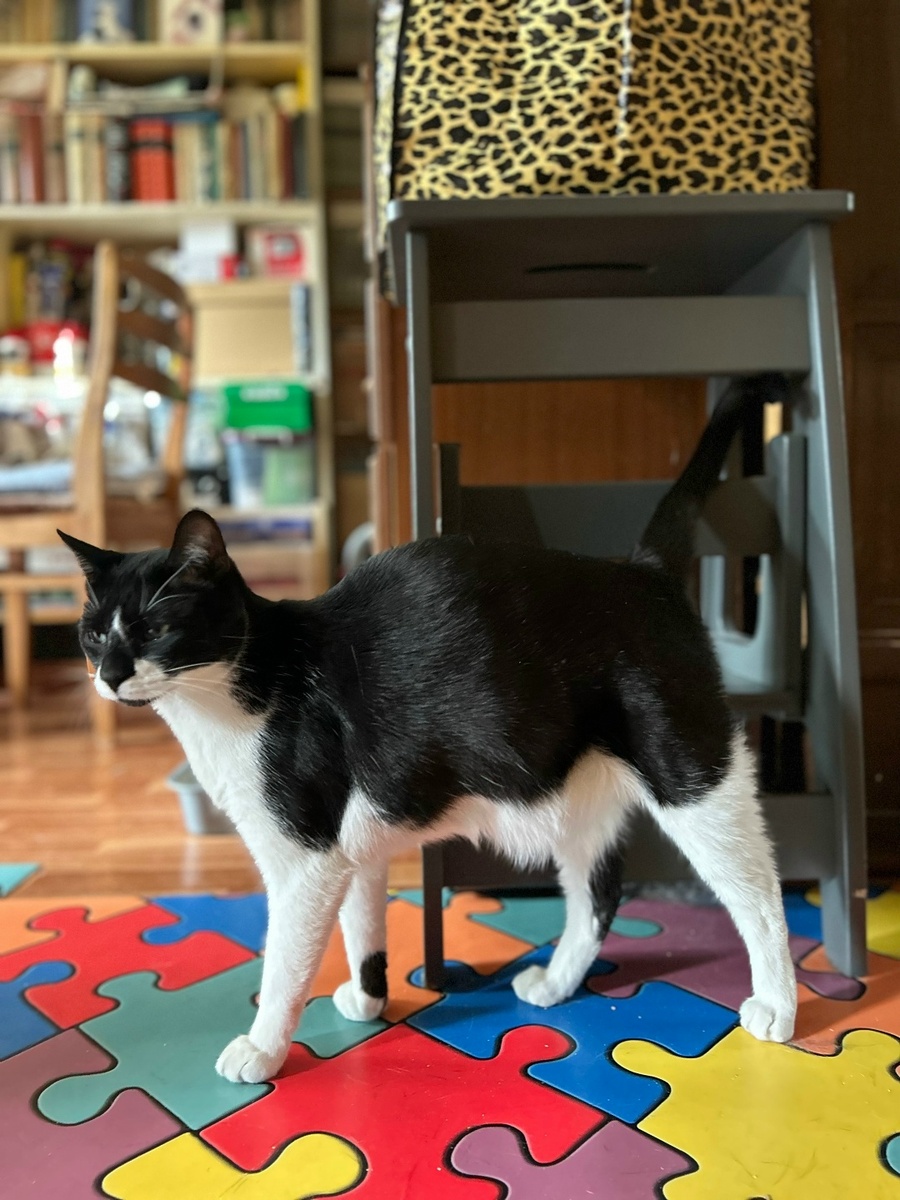 Я добрый, нежный, ласковый кот 😸