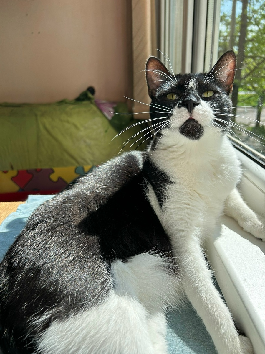 Очень люблю людей, внимание, ласку, игры и уют 🧵🙌