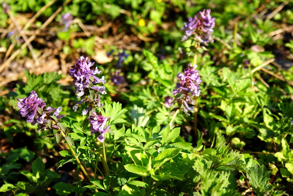 Цветение хохлатки в дикой природе