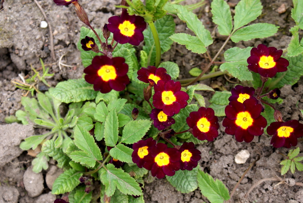 Образец садовой примулы