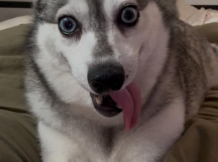 17 уморительных фото питомцев, чей взгляд говорит больше любых слов