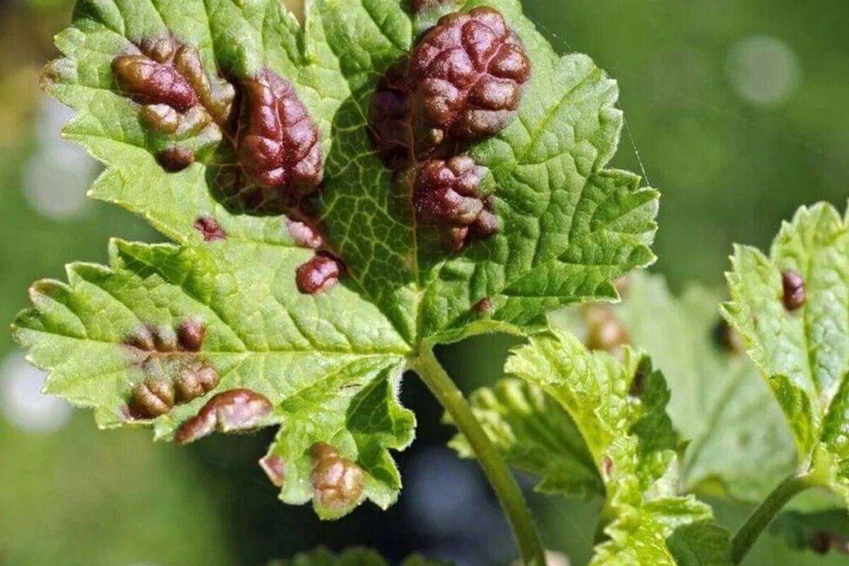 Вот так выкглядит поражение листа смородины галловым клещом после распускания листьев. Источник фото: blizko.by