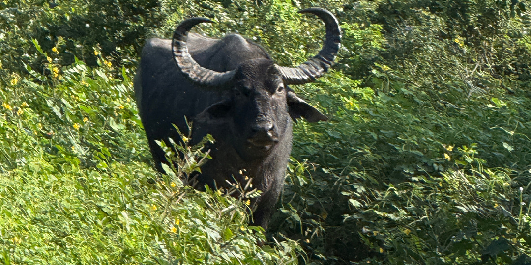 Национальный парк Яла, Шри-Ланка