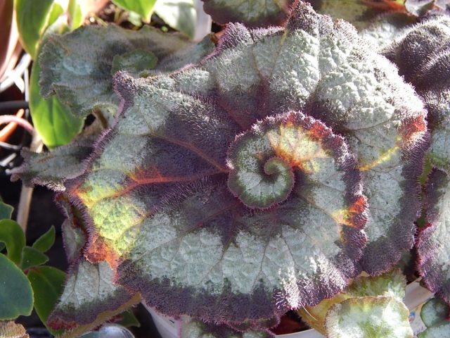 Бегония - Эскаргот