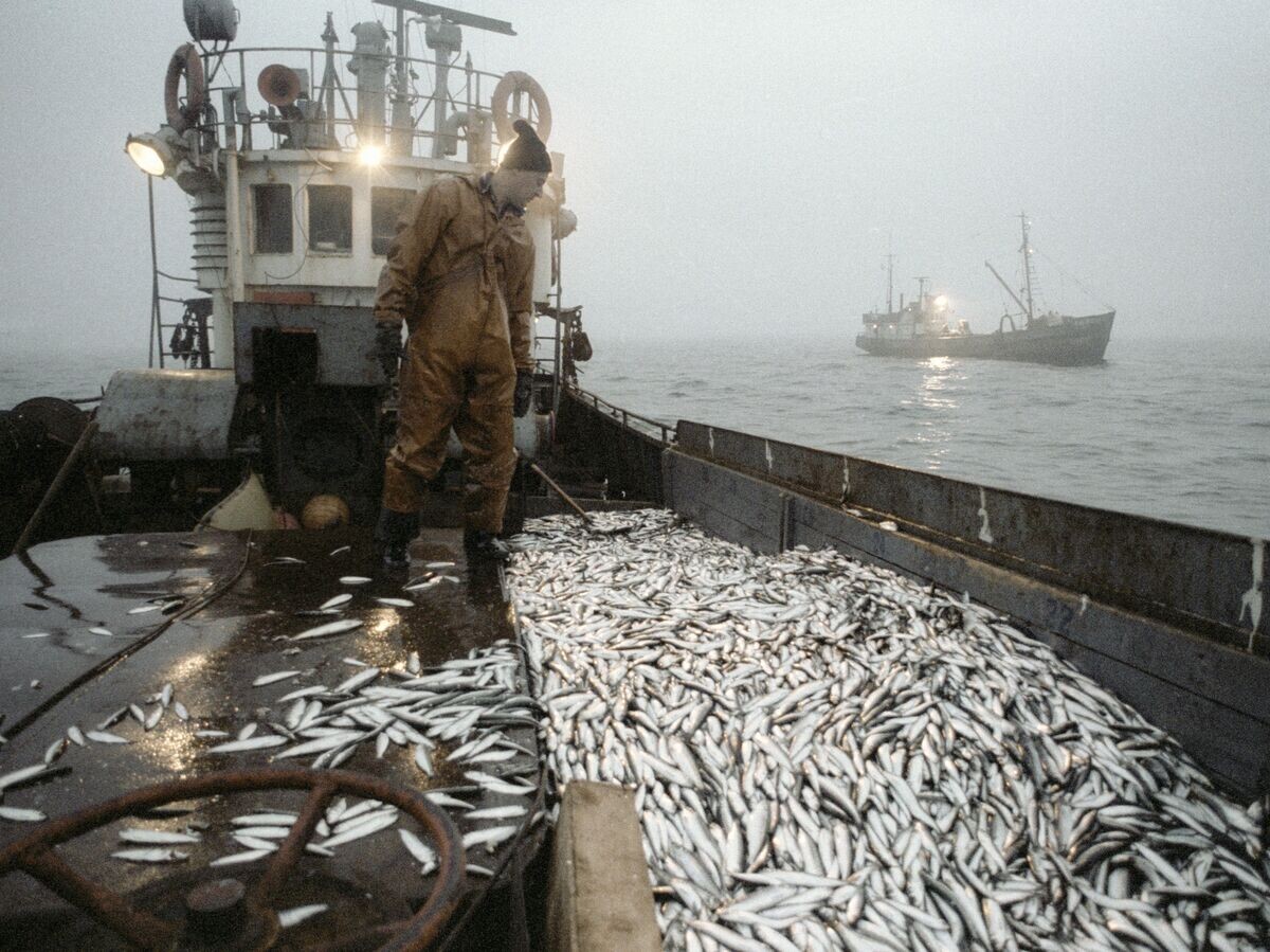    Улов рыбы на траулере рыболовецкого колхоза© РИА Новости . Всеволод Тарасевич