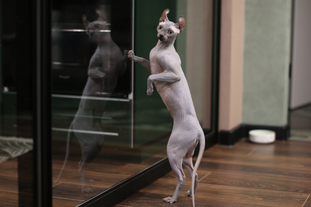 Пищевая тревожность у сфинкса: Эль просто стоит и кричит, стараясь попасть на кухню (где залезает на стол и кричит дальше)