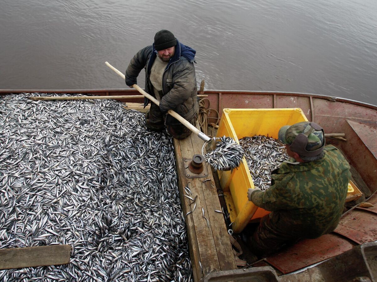    Рыбаки перегружают выловленную корюшку в ящик для дальнейшей транспортировки | © РИА Новости / Вадим Жернов