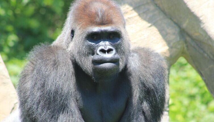    Для чего в СССР обезьянам отдали остров? Фото: по лицензии CC0 Pxhere.com