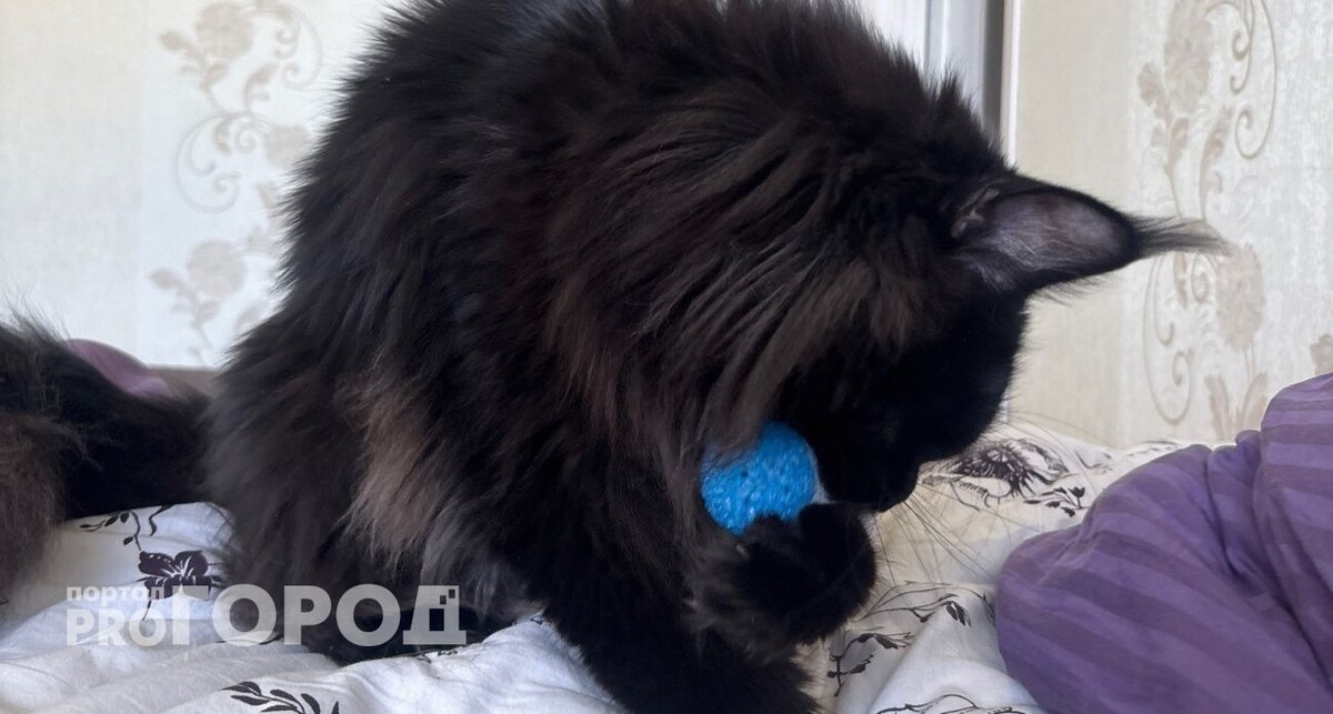    Из архива "Про Город"