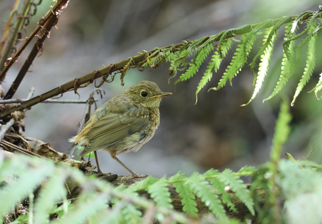 Слёток зарянки. Как видите, на груди почти нет никакого намёка на рыжину. Окрестности Владикавказа, 2025 г.