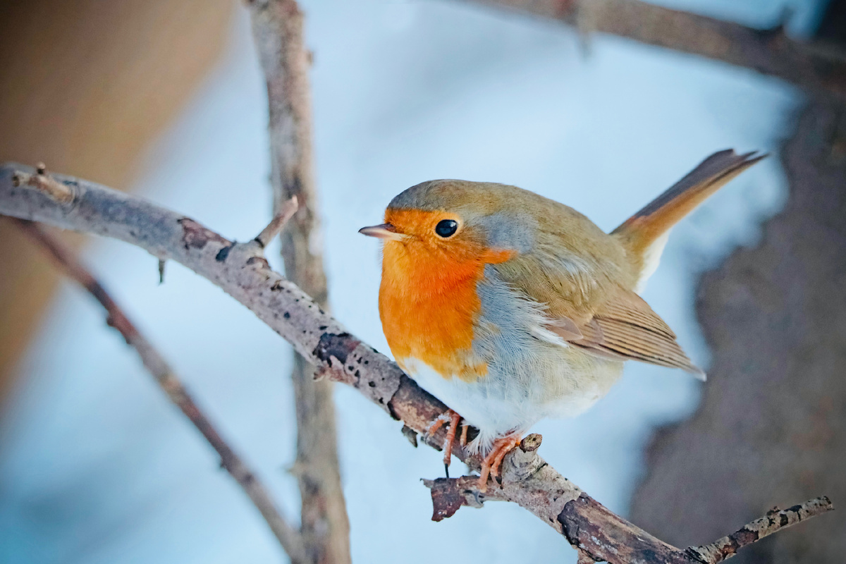 В одном из московских парков. Январь 2026 г.