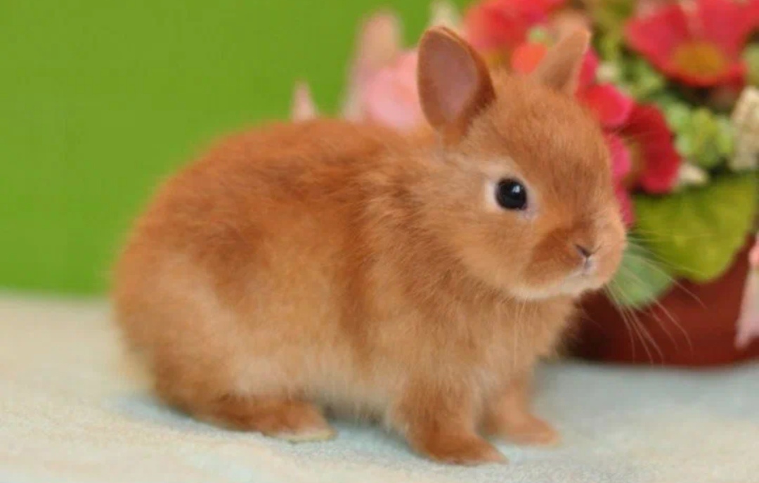 Фото из интернета, Цветной карлик