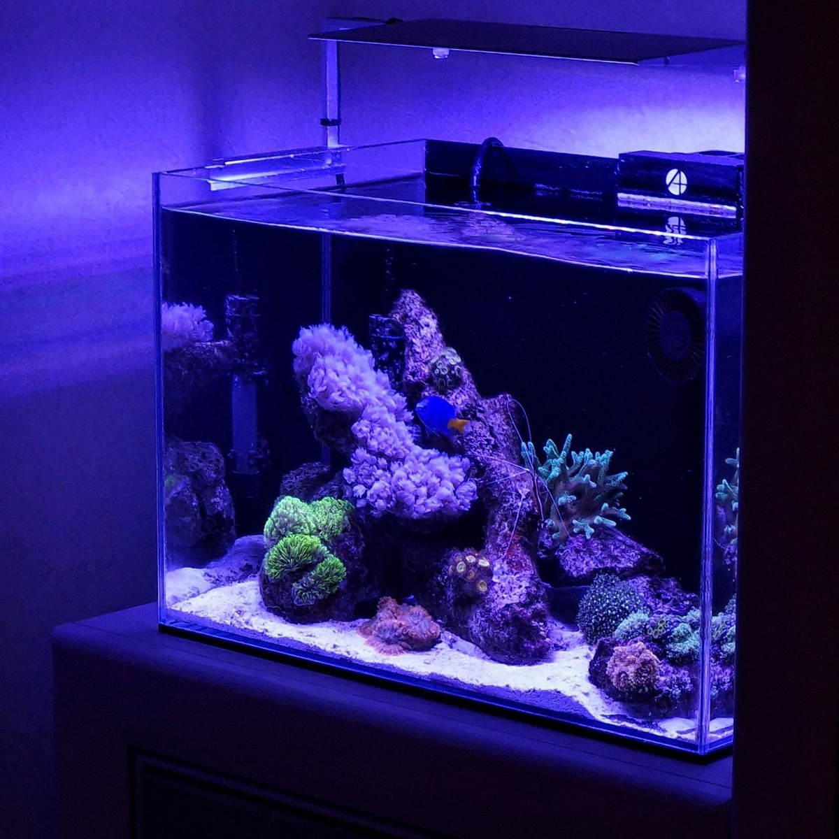 Море в обычной пресноводной банке