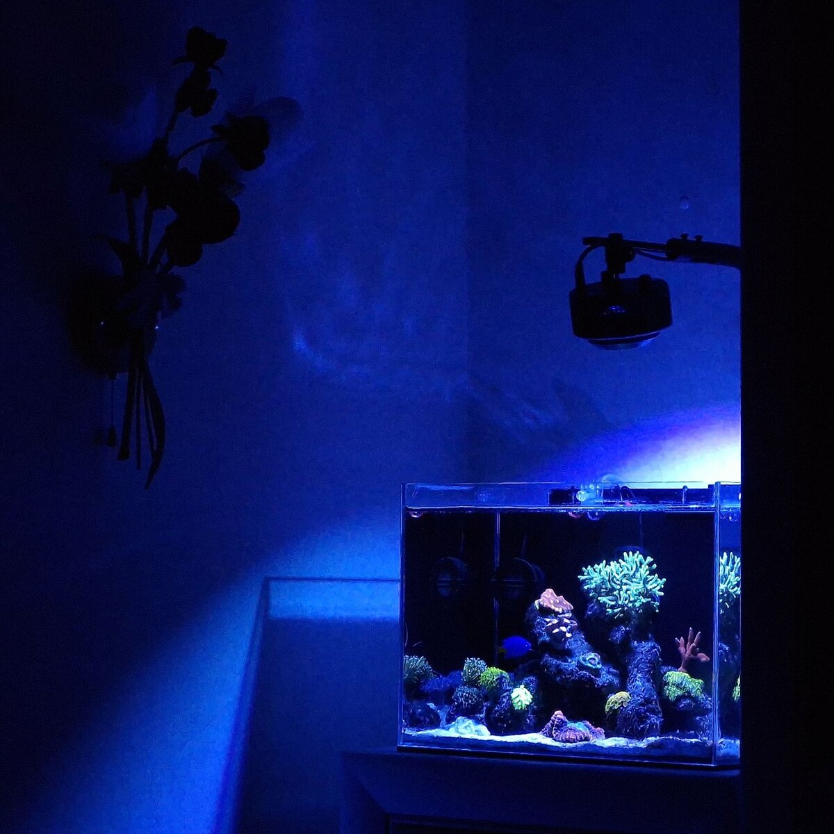 Море с SPS и LPS кораллами в обычной пресноводной банке