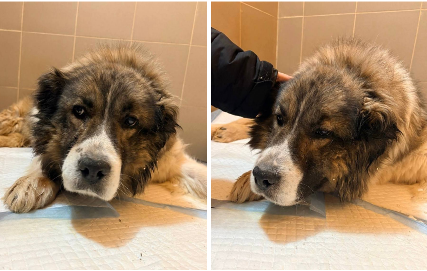 Помощь животным стала ближе и шире: брёхово-зеленоградский фонд "Ника" выиграл грант мэра 3 млн на важное дело