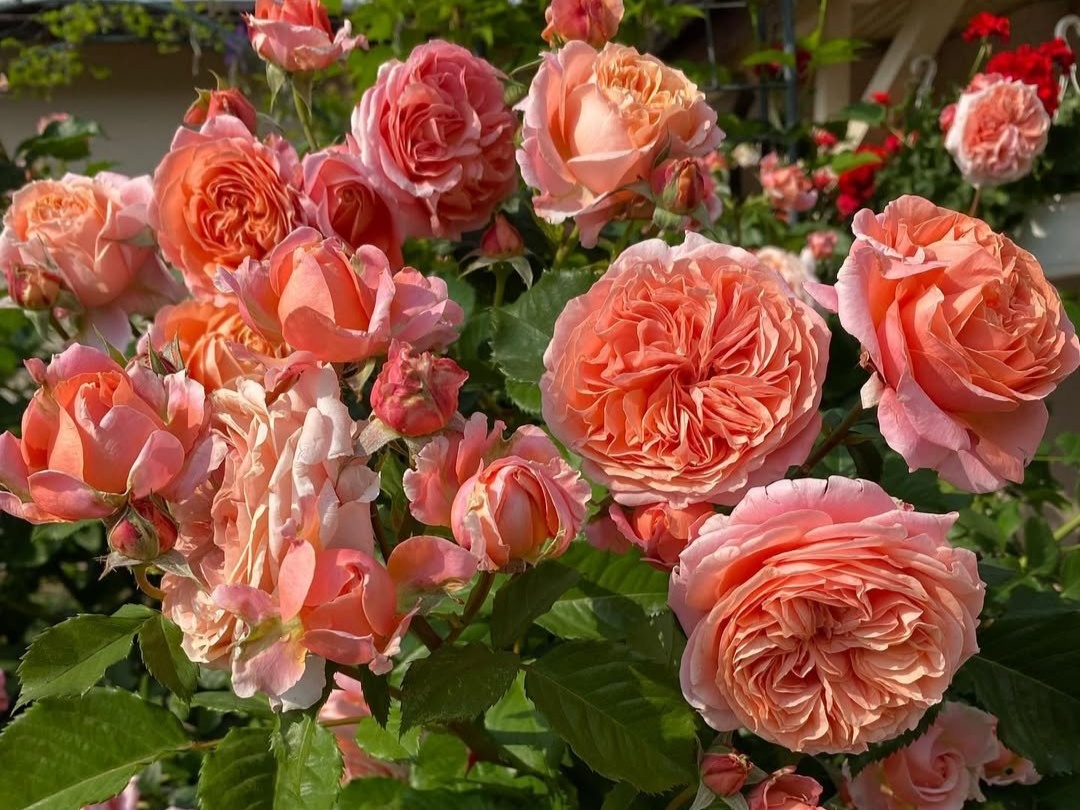 Фото: rasteniya26.ru