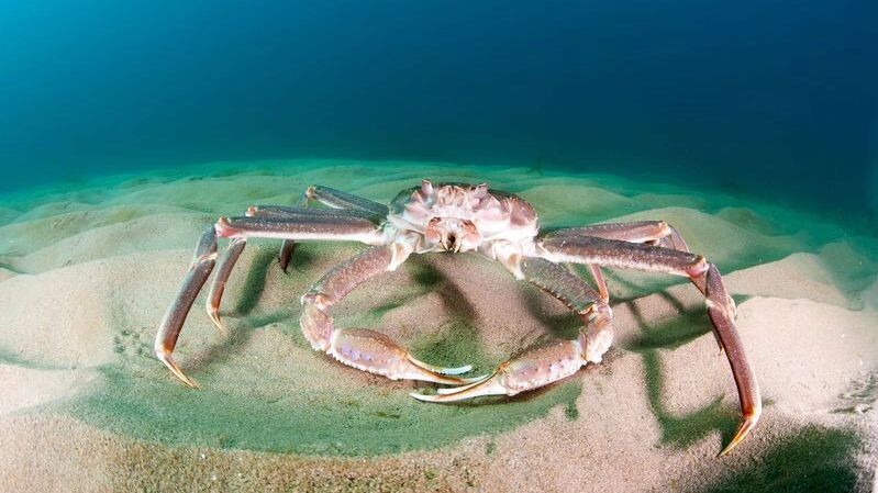    Фото: Kondratuk Aleksei/Shutterstock/Fotodom