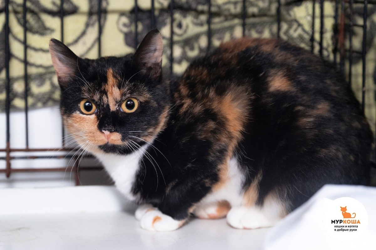 Вионне найдена на улице.