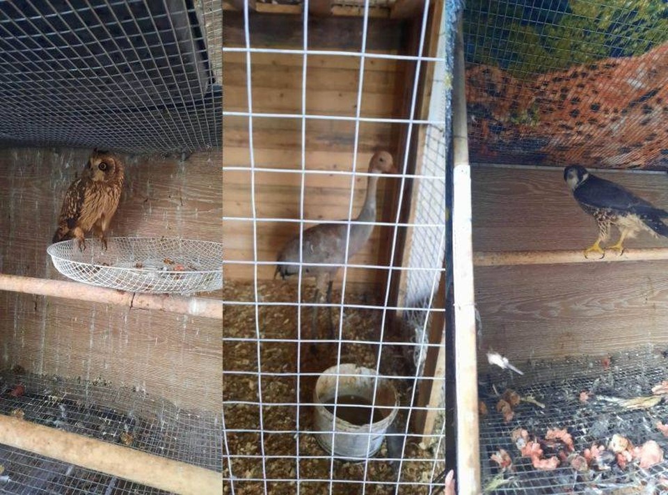    Спасенные Екатериной птицы. Фото: МВД.