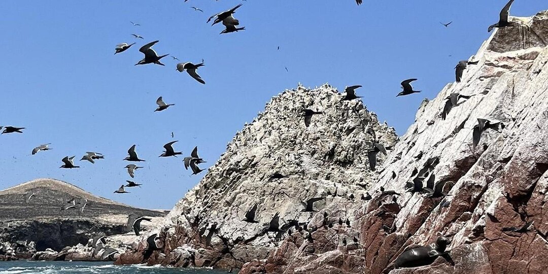 Археологи выяснили, что предки инков начали добывать гуано раньше, чем считалось