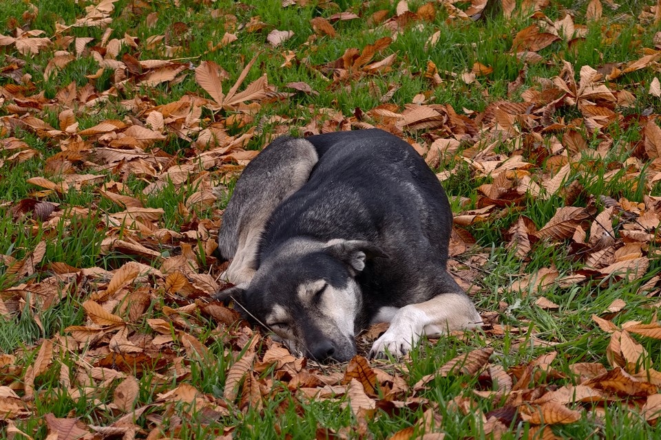   Получившее ранение животное удалось спасти Алексей БУЛАТОВ