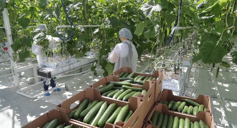    Рабочий визит Андрея Воробьева в Электросталь, 06.06.2018 / Медиасток.рф