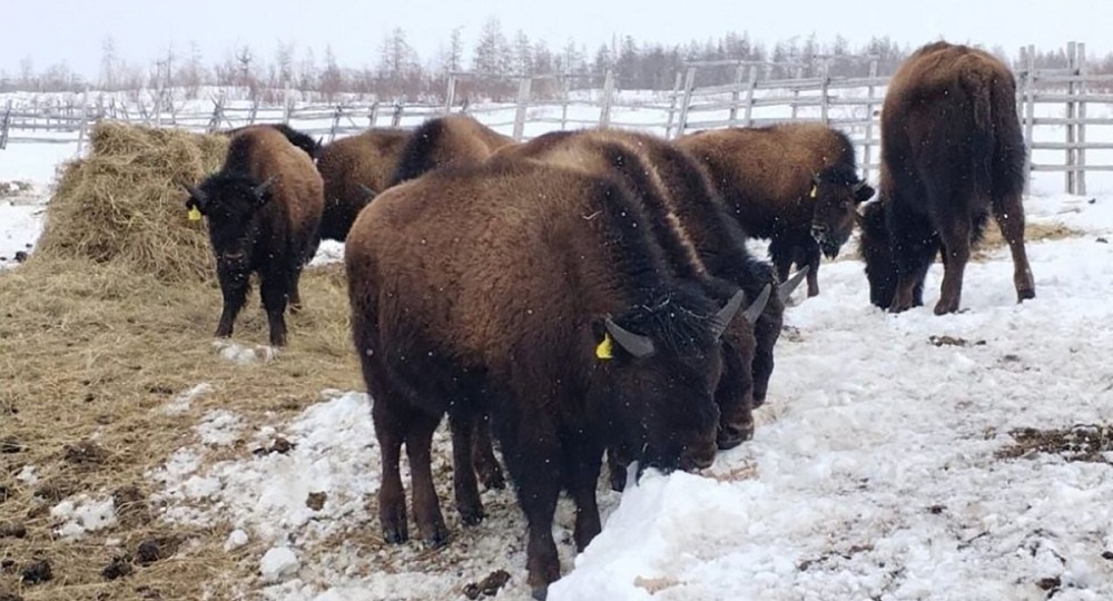 Какой эффект дает проект по восстановлению лесного бизона в Якутии