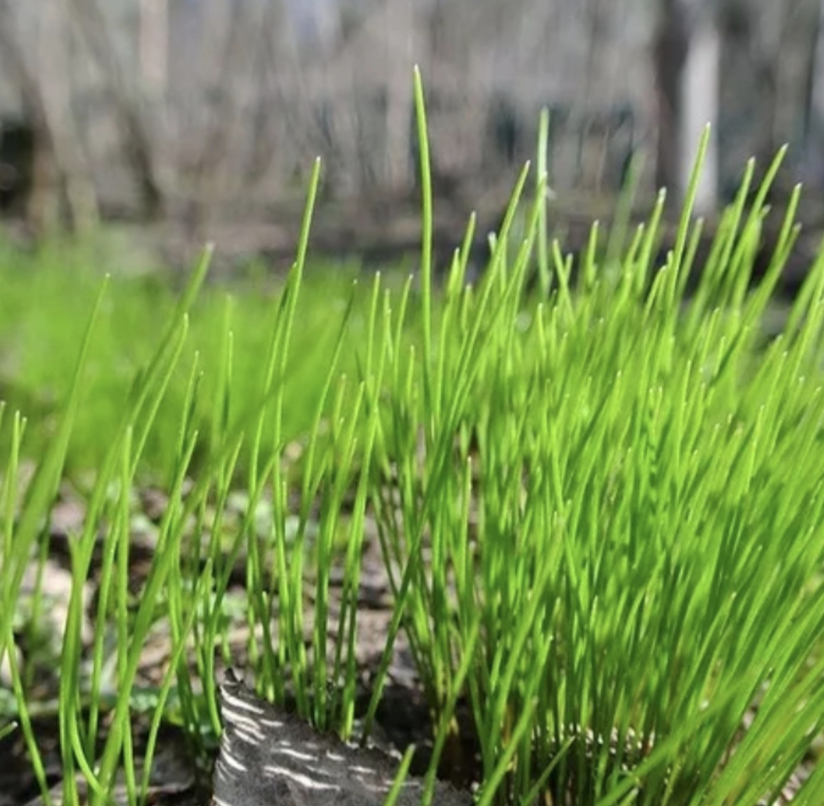 Моэги цвет молодой травы