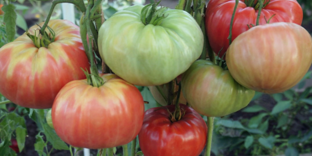 Думала меня уже трудно удивить сортами помидоров, пока не узнала эти 2 сорта