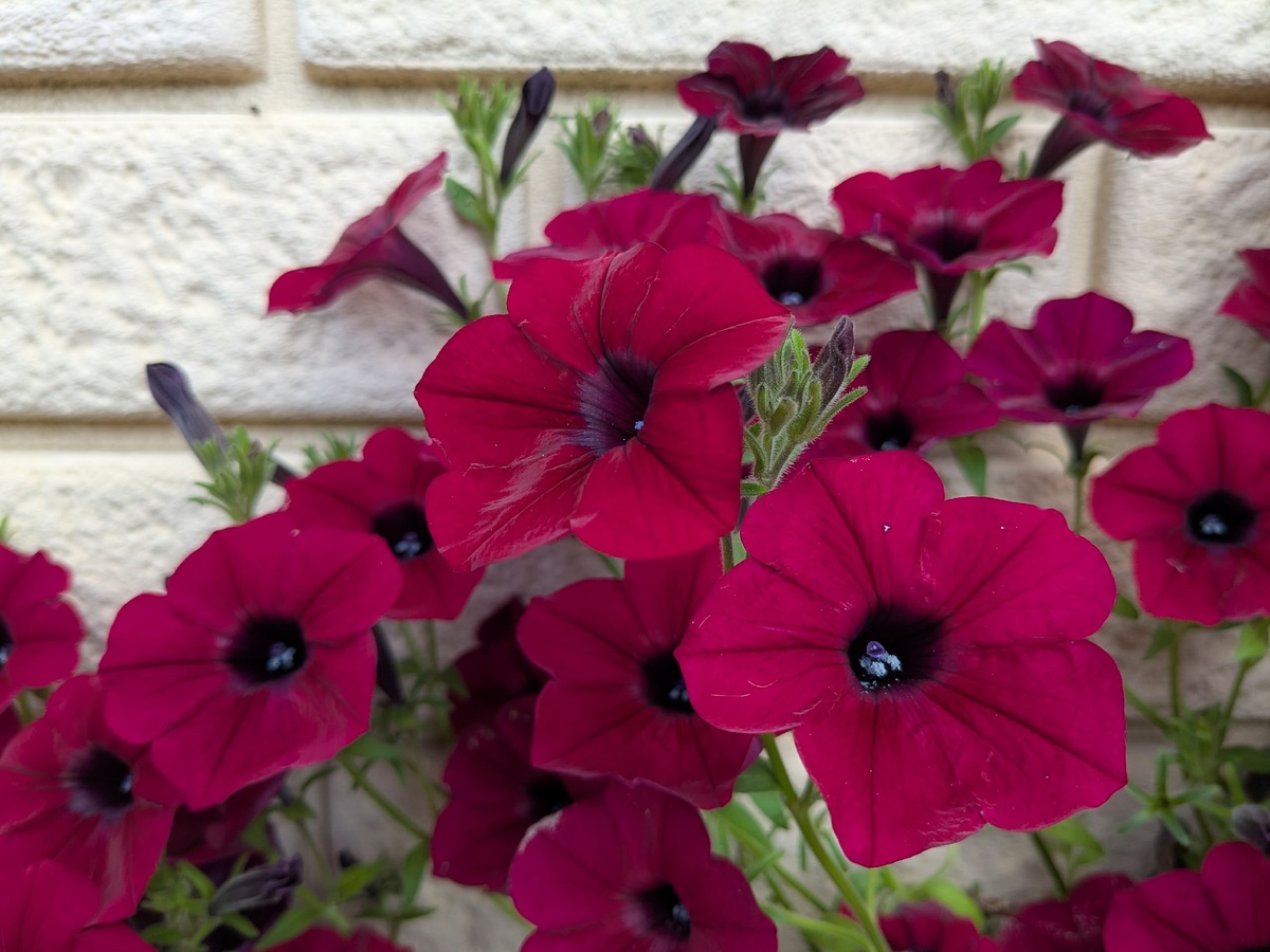 Пришлось довольствоваться не самыми любимыми сортами, а тем, что продавали на рынке