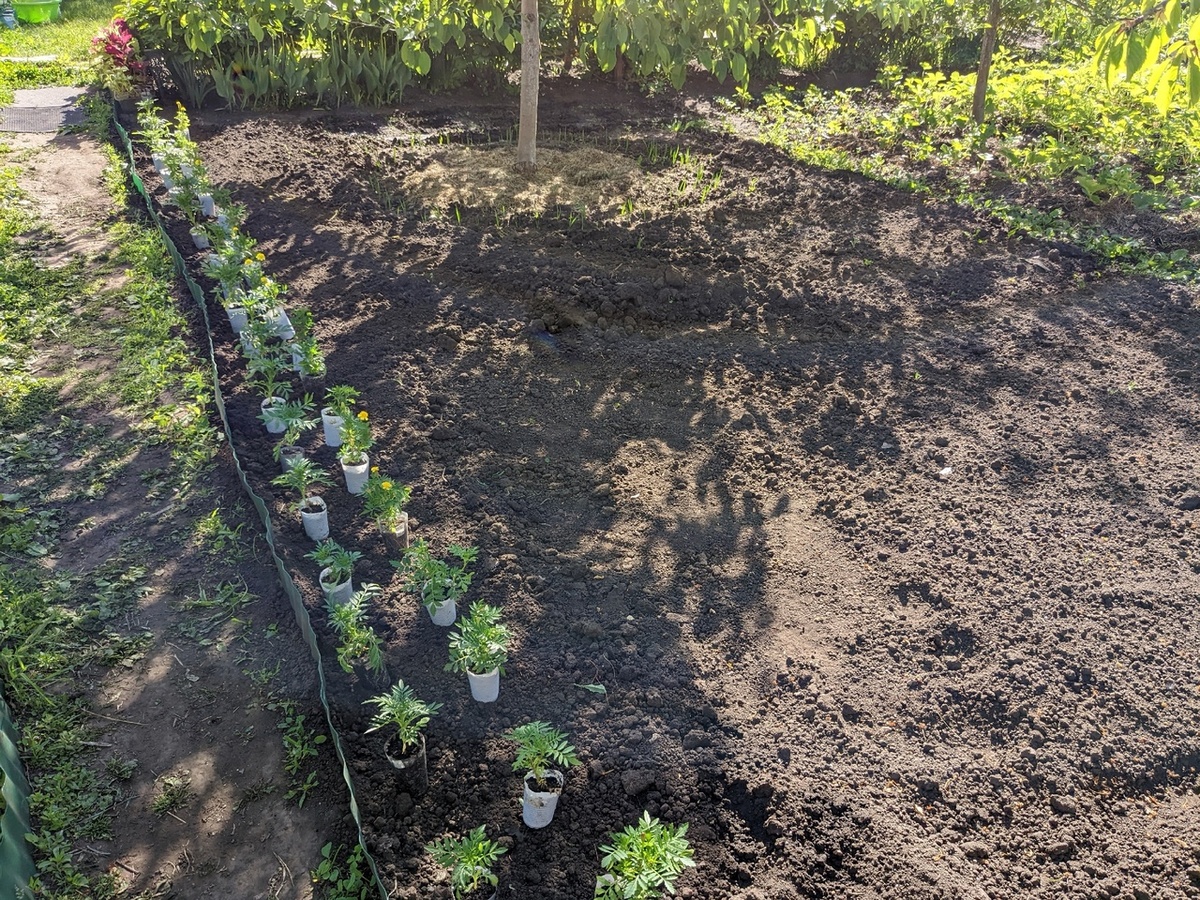 Чтобы рассада бархатцев на высадке была с первым цветком, сеять нужно сразу после 8 марта