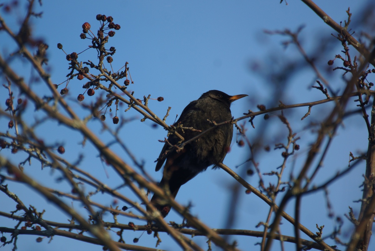    фото: © Национальный парк «Водлозерский» / VK