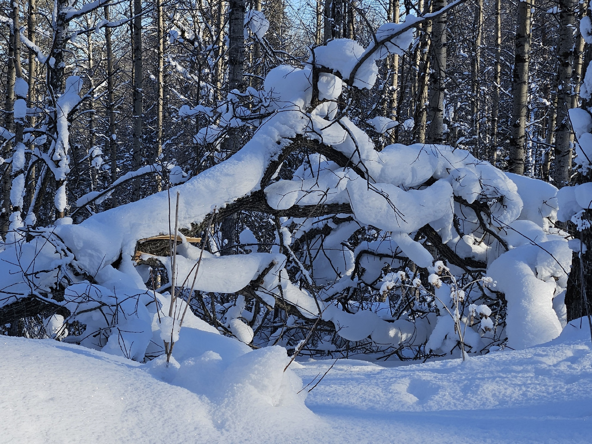 Обычные коряги превращаются в витой дворцовый забор )