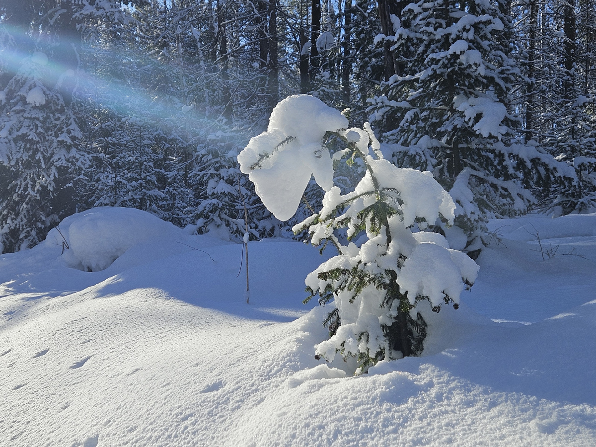 На кого похоже?Мне напоминает грустную ворону, которая склонила голову )
