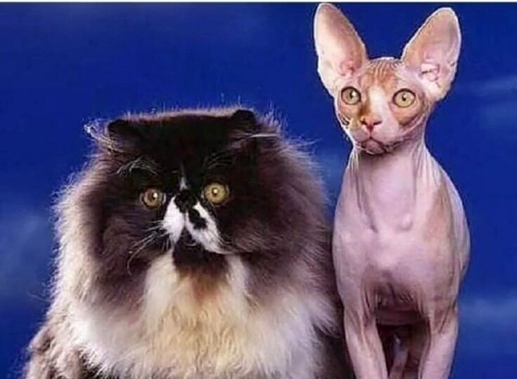 Мемы с хвостатыми-усатыми мурлыками для отличного настроения