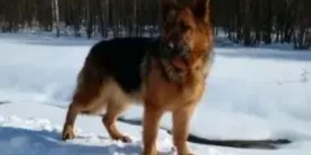 Костромич, который пожалел бездомную овчарку может получить 100 тыс. рублей