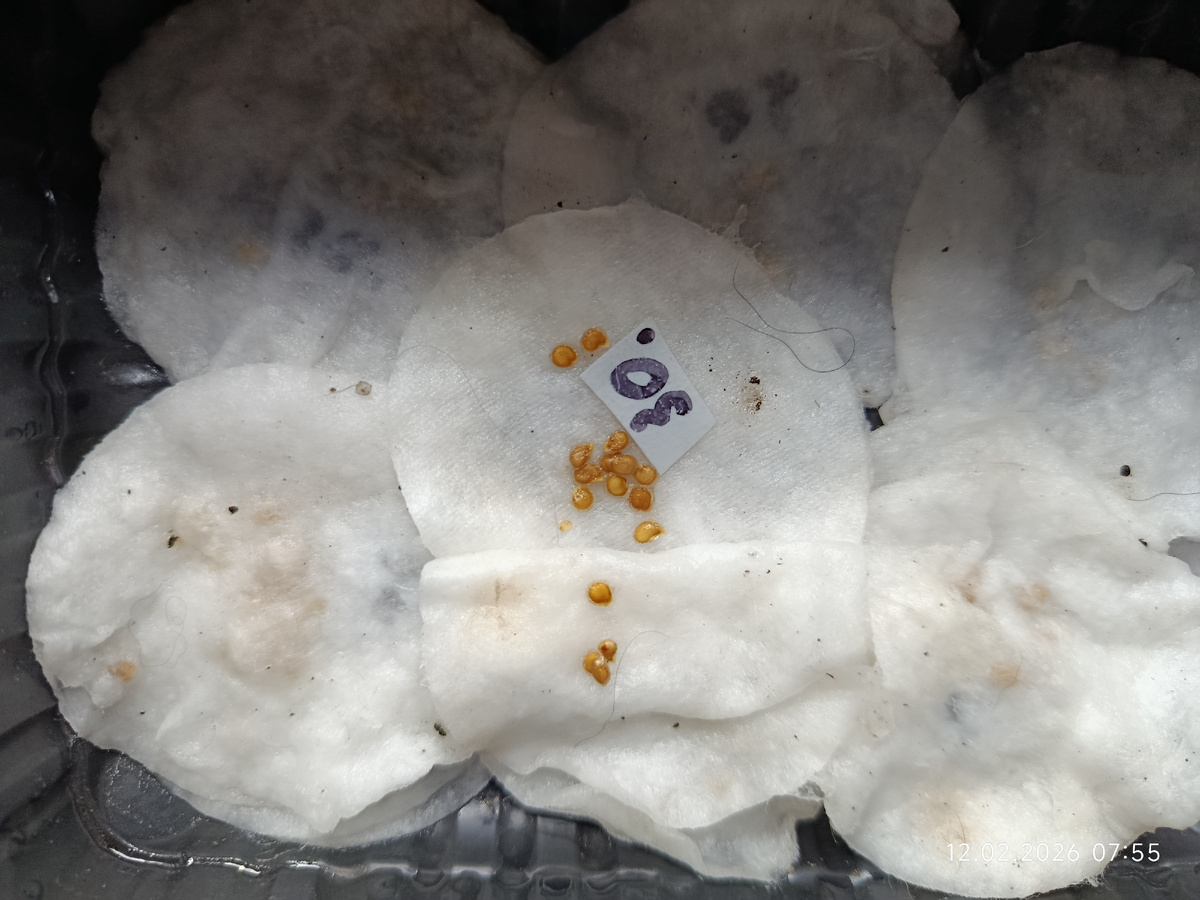 Набухшие, уже с почти росточками семена томата