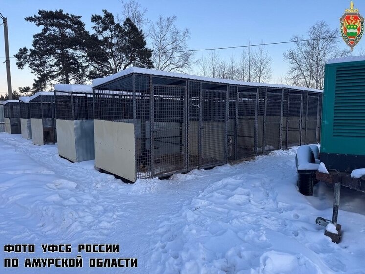     Бухгалтер и директор приюта для животных в Приамурье разворовали почти 1 млн. Фото: уфсб рф по амурской области