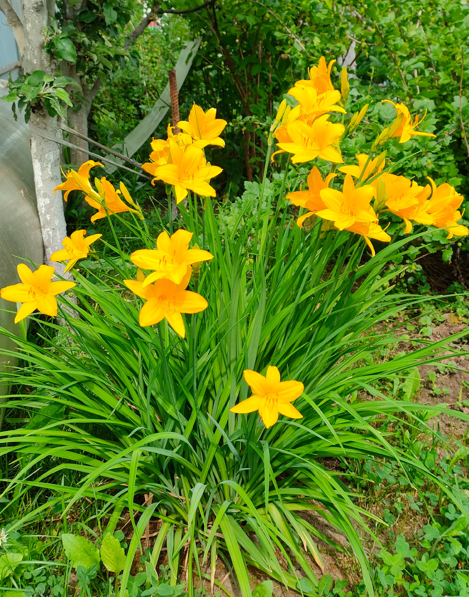 03.06.25 Лилейник весенний