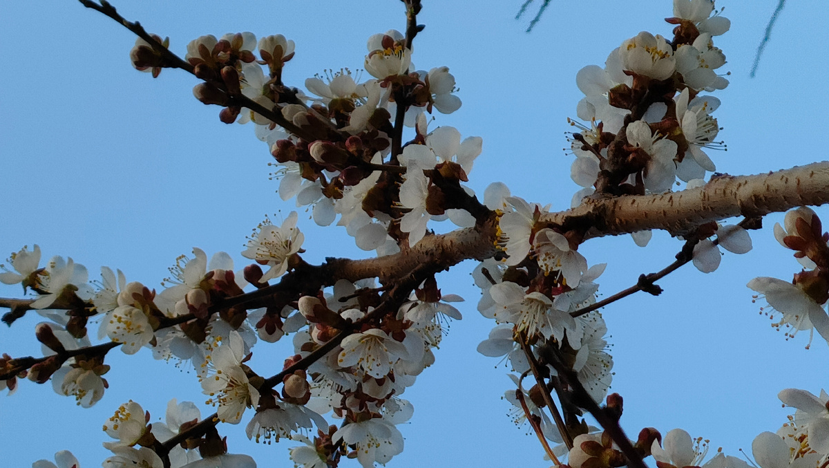 19.04.25 Цветение абрикоса Краснощекий