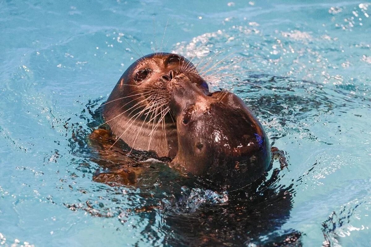    Компании из Красноярска выдали лицензию на содержание нерп
