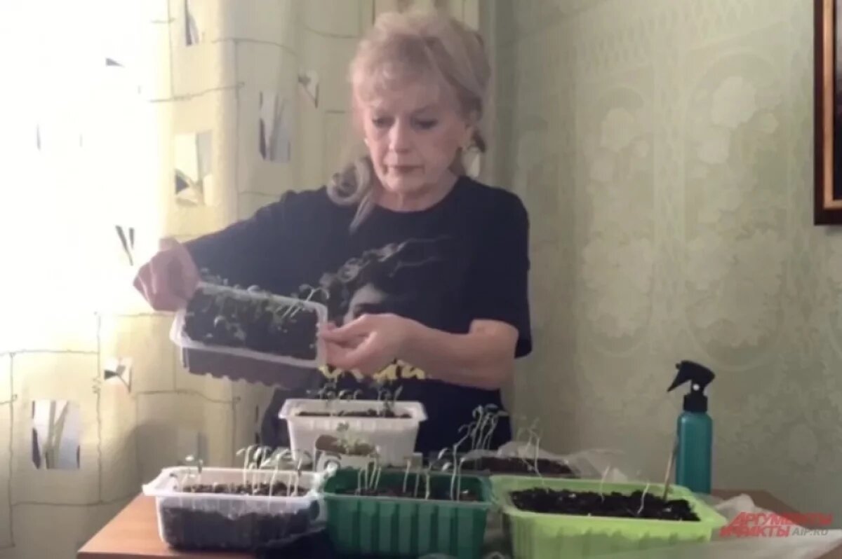    С приближением весны у многих пенсионерок-дачниц подоконники начинают заполняться стаканчиками с землей.