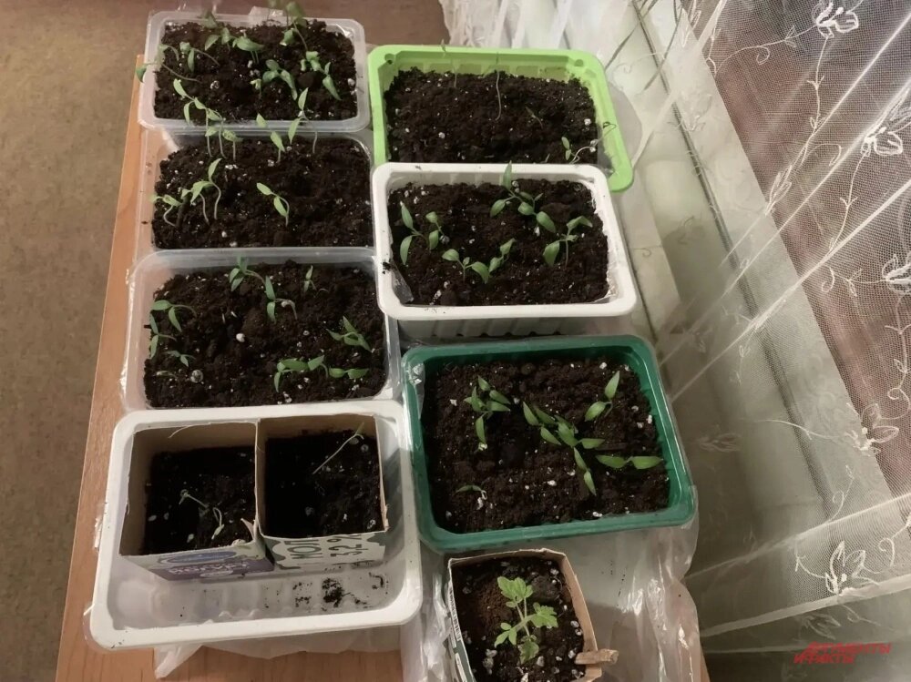    Рассада. Фото: АиФ/ Валерия Мартыненкова