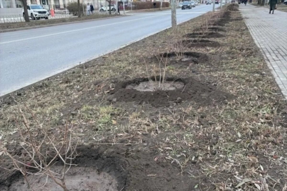    В Омске вдоль дорог появятся цветы в горшках