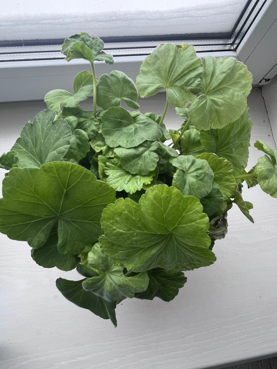 Черенки герани.