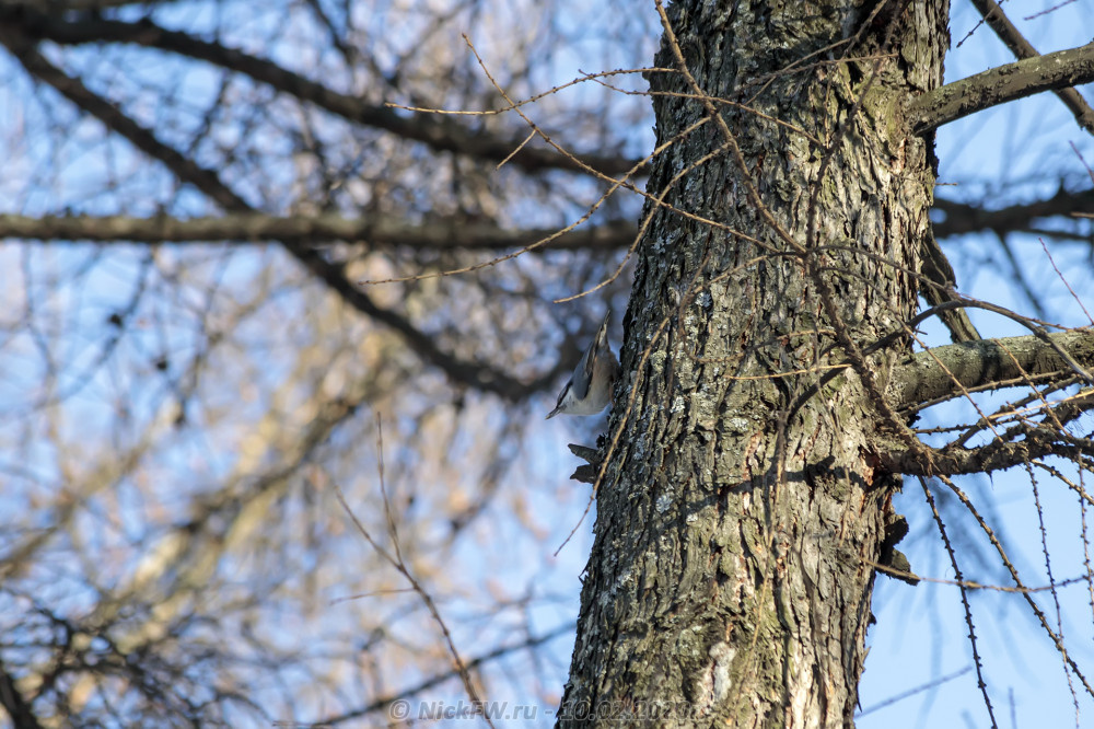 2. Поползень, Москва, МГУ © NickFW.ru - 10.02.2020г.