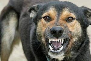    Фото: региональный Россельхознадзор Виктор Дивеев