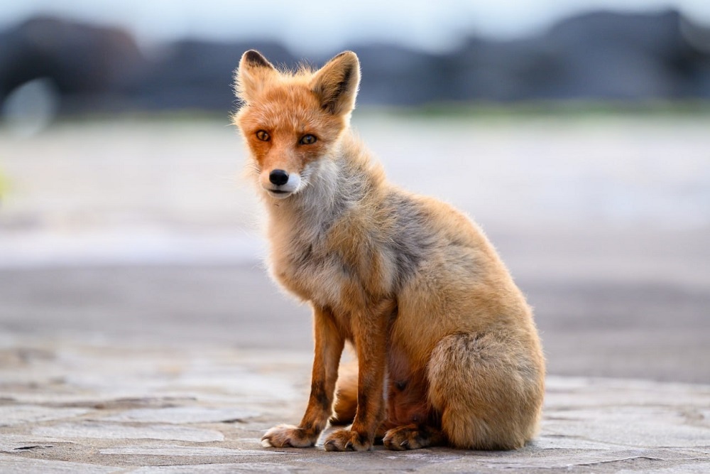    Лисы все меньше боятся людей, потому что в них прекратили стрелять / Сергей Красноухов/РИА Новости